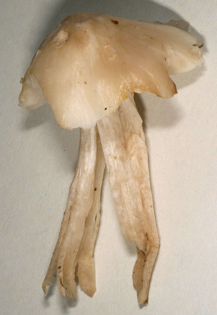 Image of Tricholoma