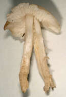 Image of Tricholoma