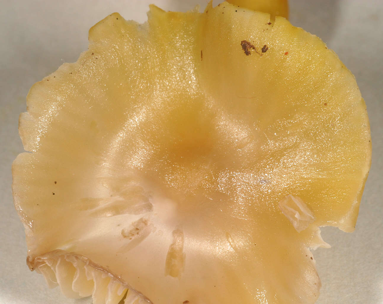 Image of Hygrocybe ceracea (Sowerby) P. Kumm. 1871