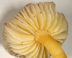 Image of Hygrocybe ceracea (Sowerby) P. Kumm. 1871