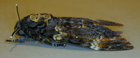 Image of African death head's hawkmoth