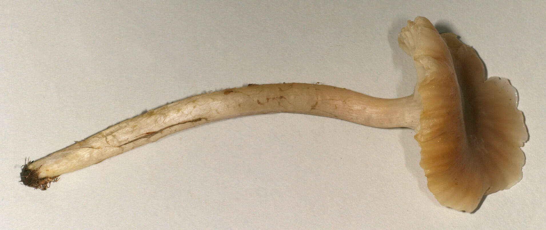 Image of Cuphophyllus flavipes (Britzelm.) Bon 1985