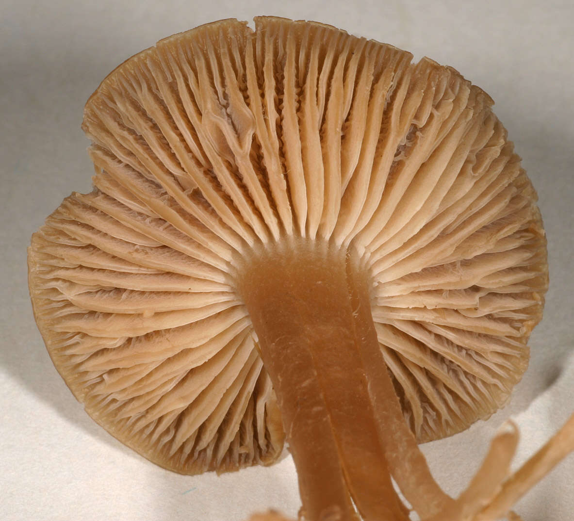 Image of Camarophyllopsis schulzeri (Bres.) Herink 1958