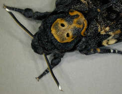 Image of African death head's hawkmoth