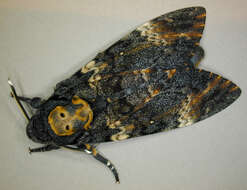 Image of African death head's hawkmoth