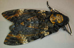 Image of African death head's hawkmoth