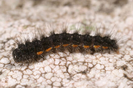 Image of common footman