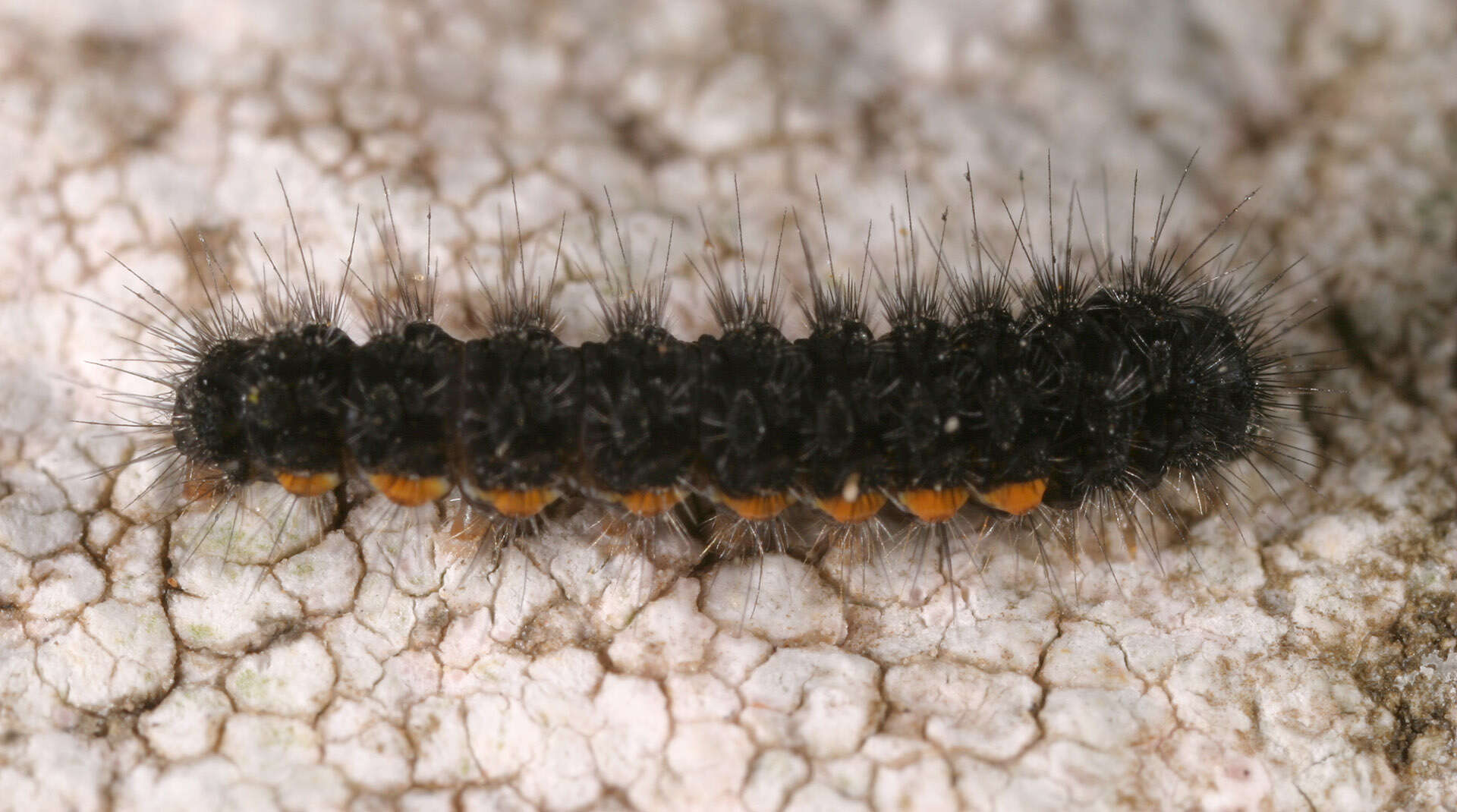 Image of common footman