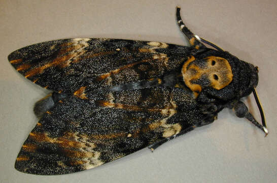 Image of African death head's hawkmoth