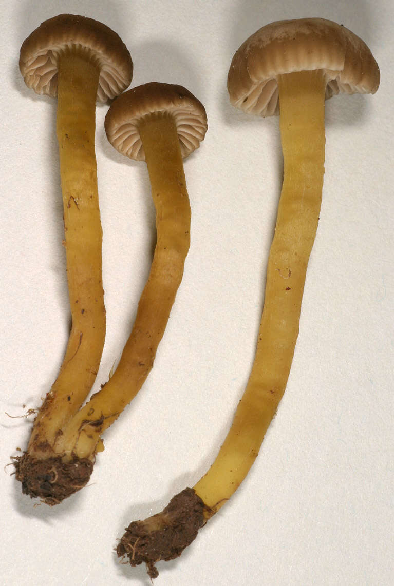 Image of Hodophilus micaceus (Berk. & Broome) Birkebak & Adamčík 2016