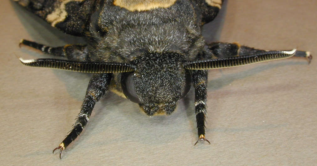 Image of African death head's hawkmoth