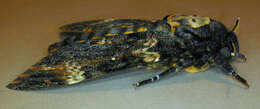 Image of African death head's hawkmoth