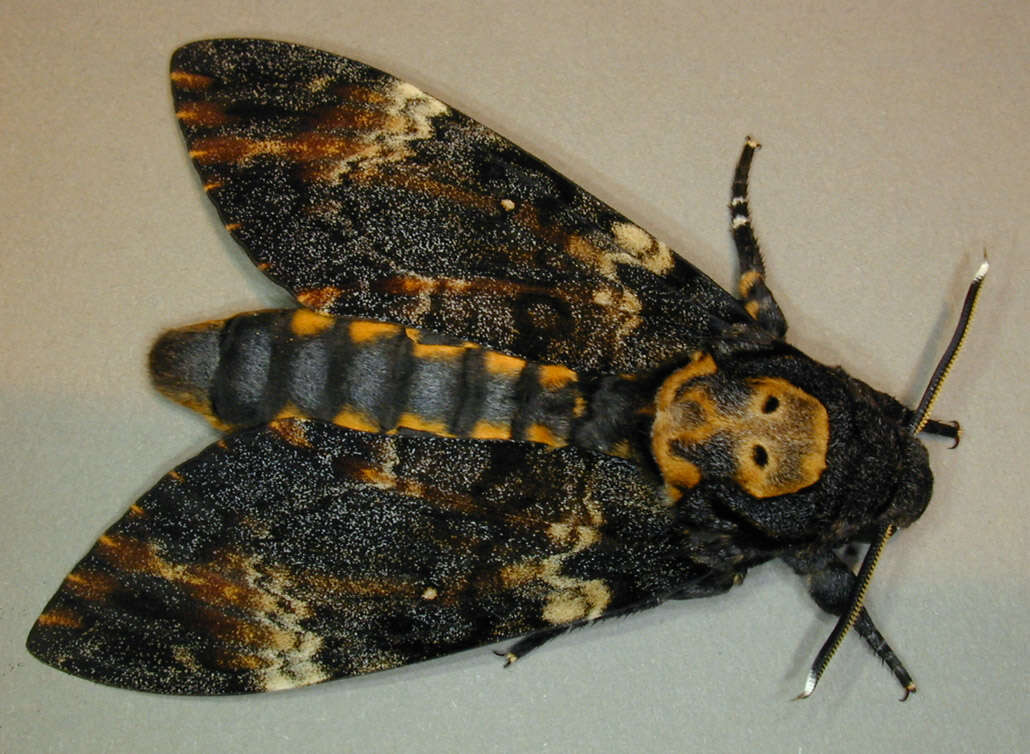 Image of African death head's hawkmoth