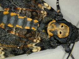 Image of African death head's hawkmoth