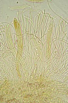 Image of Lophodermium conigenum (Brunaud) Hilitzer 1929