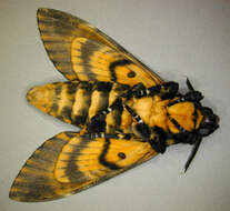 Image of African death head's hawkmoth