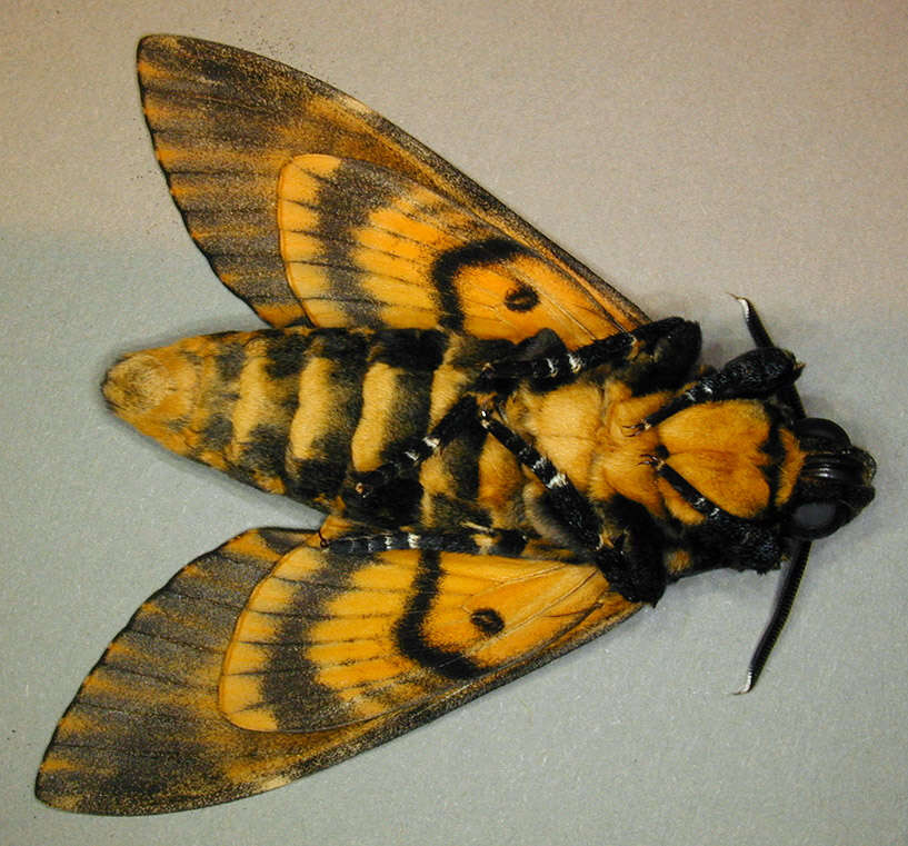 Image of African death head's hawkmoth