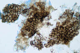 Image of Neosetophoma