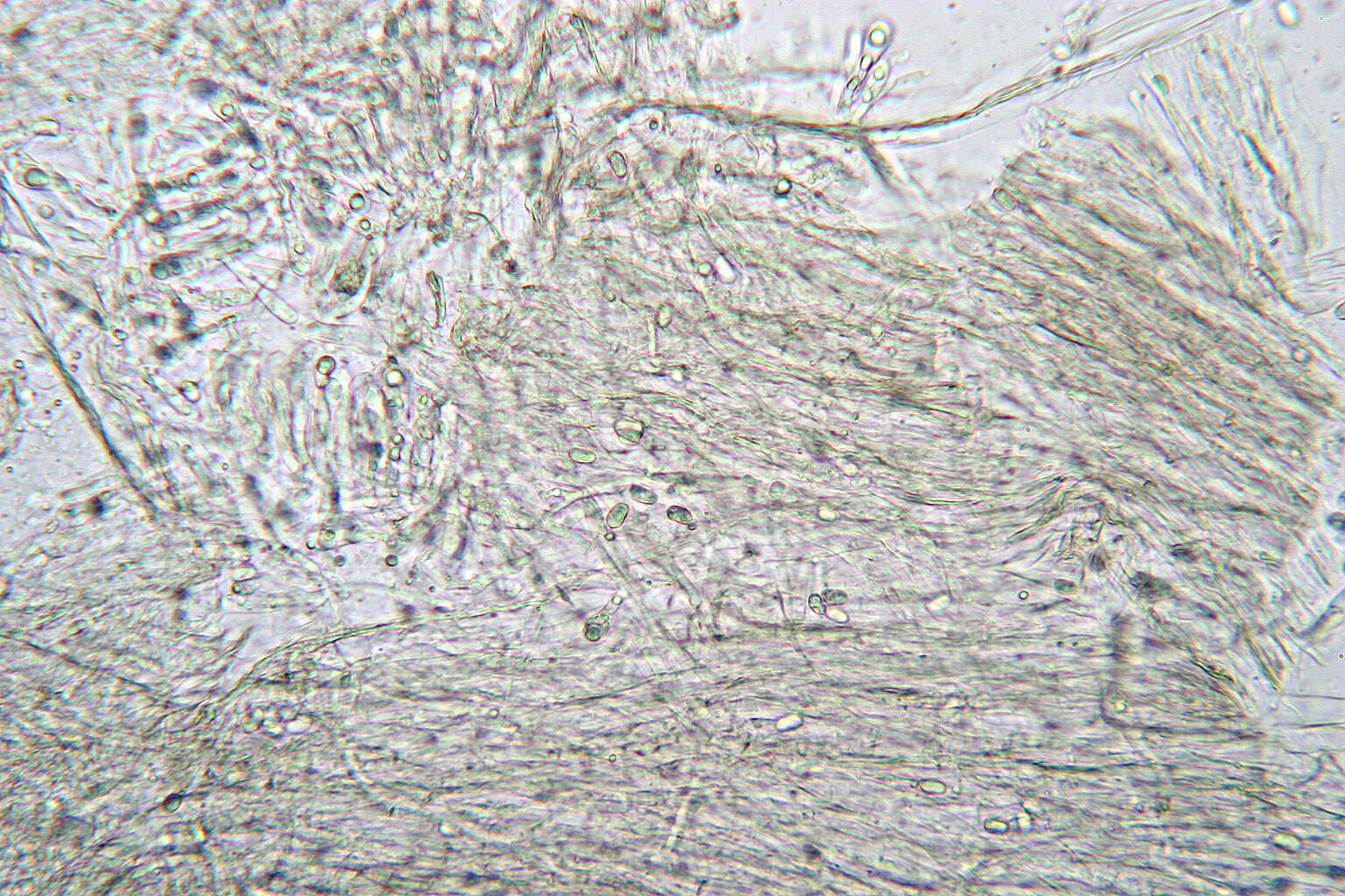 Image of Hygrocybe intermedia (Pass.) Fayod 1889