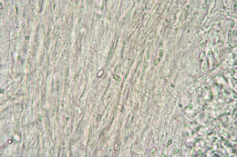 Image de Hygrocybe intermedia (Pass.) Fayod 1889