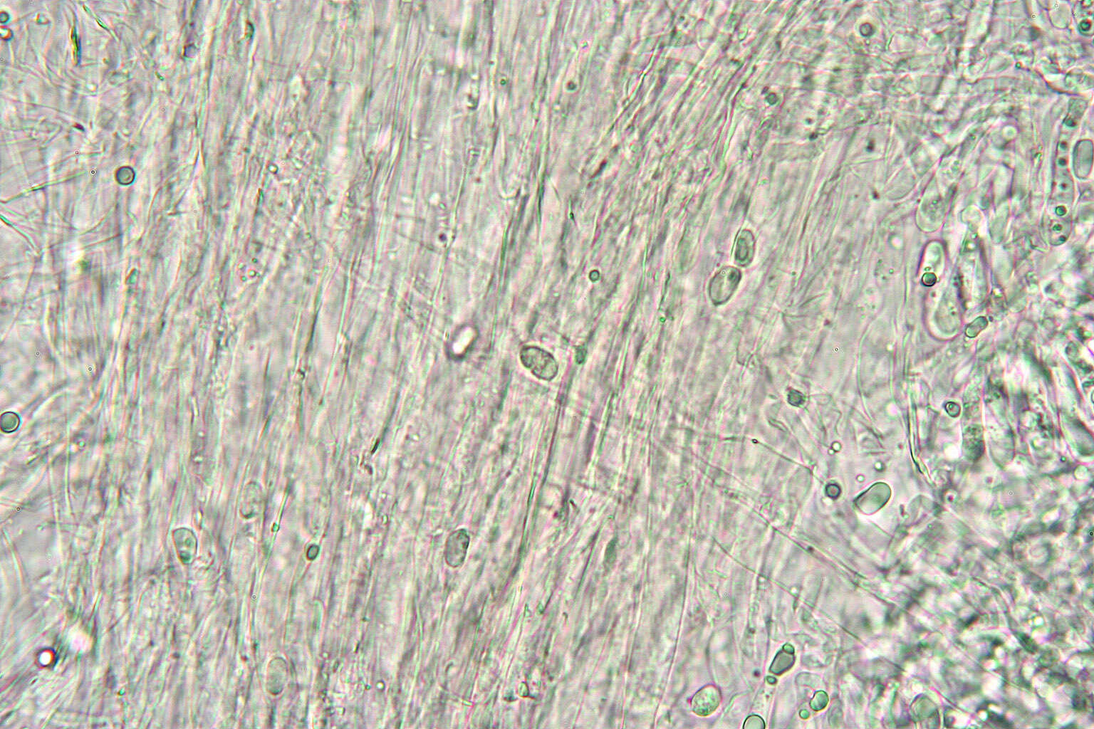 Image of Hygrocybe intermedia (Pass.) Fayod 1889