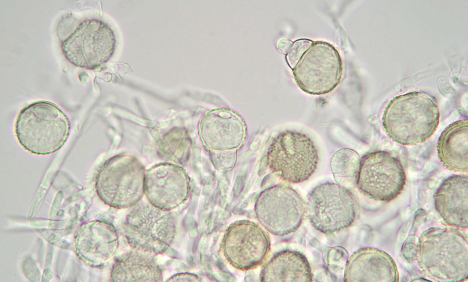 Image of Mycogone rosea Link 1809