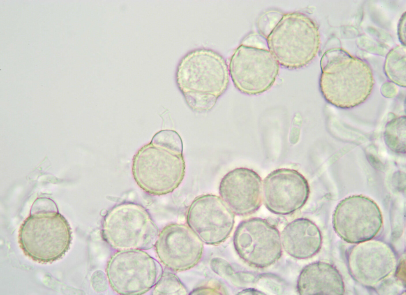 Image de Mycogone rosea Link 1809