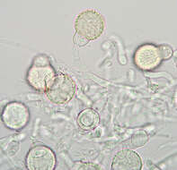 Image of Mycogone rosea Link 1809