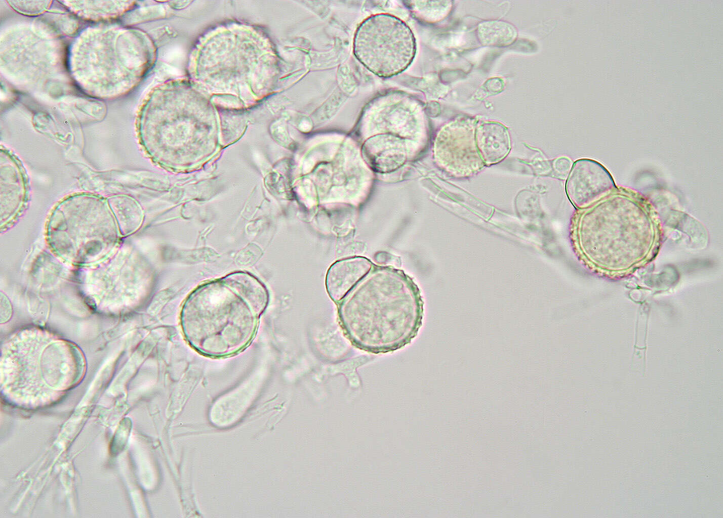 Image de Mycogone rosea Link 1809