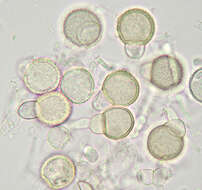 Image de Mycogone rosea Link 1809