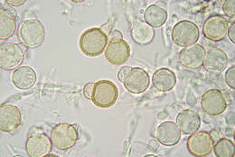 Image de Mycogone rosea Link 1809