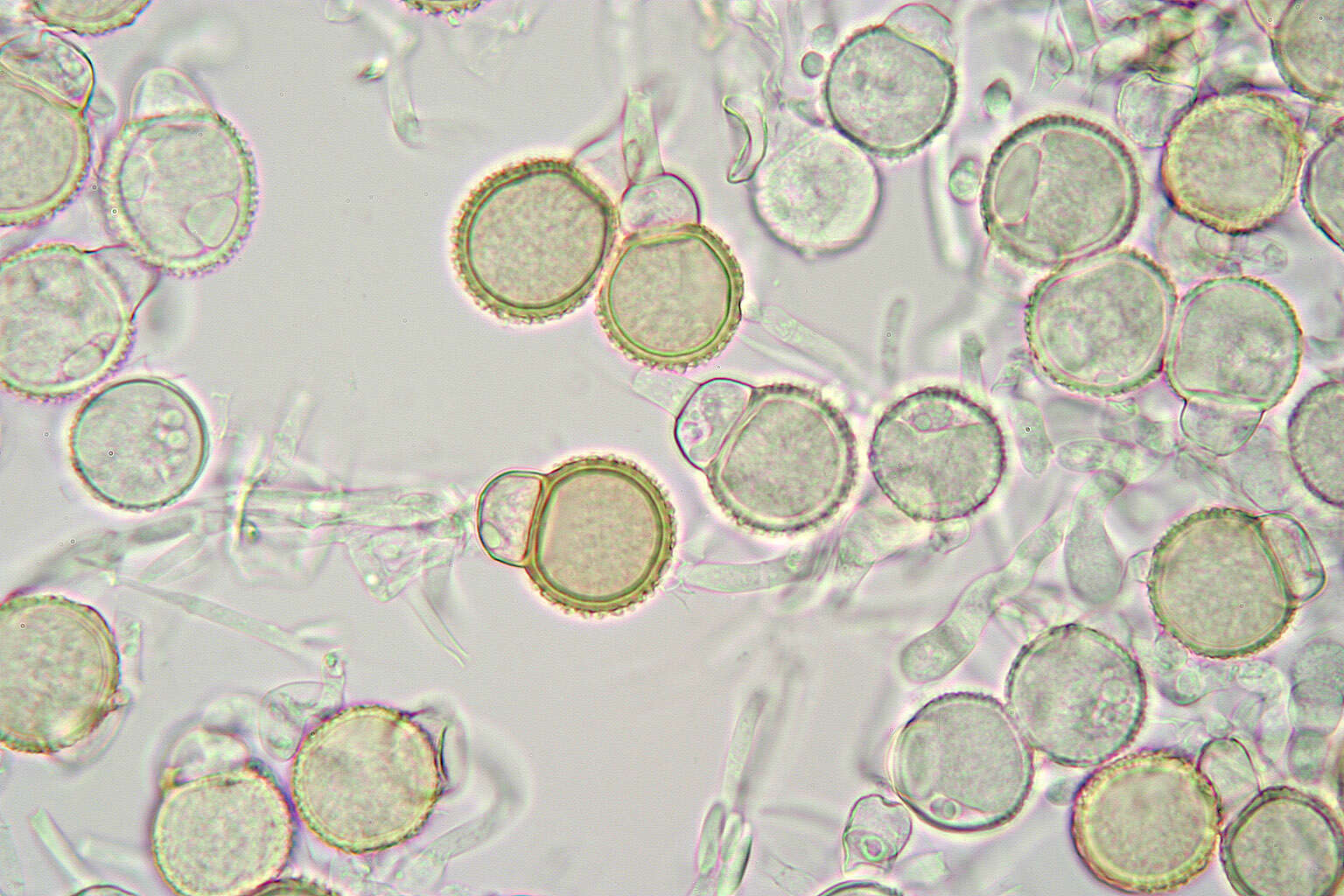 Image de Mycogone rosea Link 1809