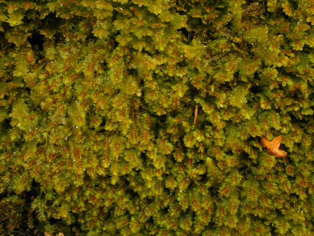 Image of Common Fold-leaf Liverwort