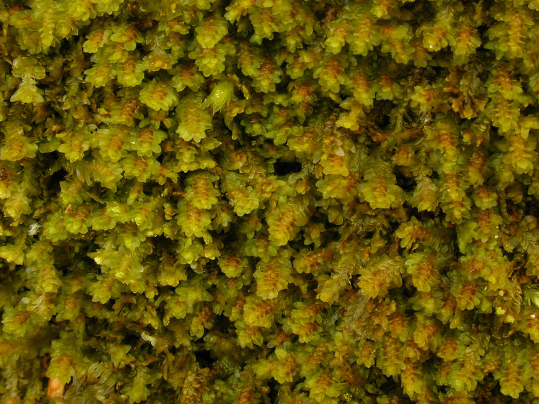 Image of Common Fold-leaf Liverwort