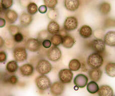 Image of Elaphomyces granulatus Fr. 1829