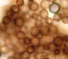 Image of Elaphomyces granulatus Fr. 1829