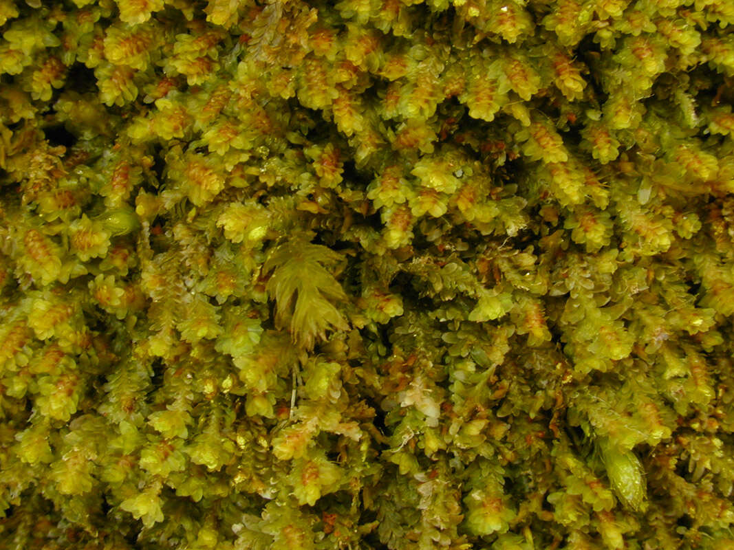 Image of Common Fold-leaf Liverwort