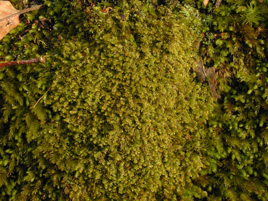 Image of Common Fold-leaf Liverwort