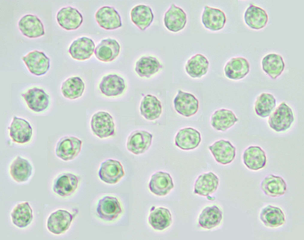 Image of Clitocella popinalis (Fr.) Kluting, T. J. Baroni & Bergemann 2014
