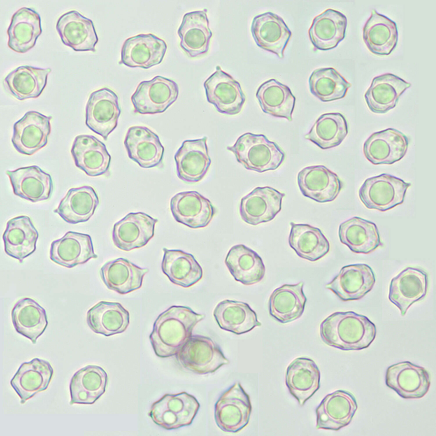 Image of Entoloma neglectum (Lasch) Arnolds 1982