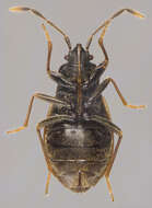 Image of Drymus (Sylvadrymus) brunneus (Sahlberg & R. F. 1848)