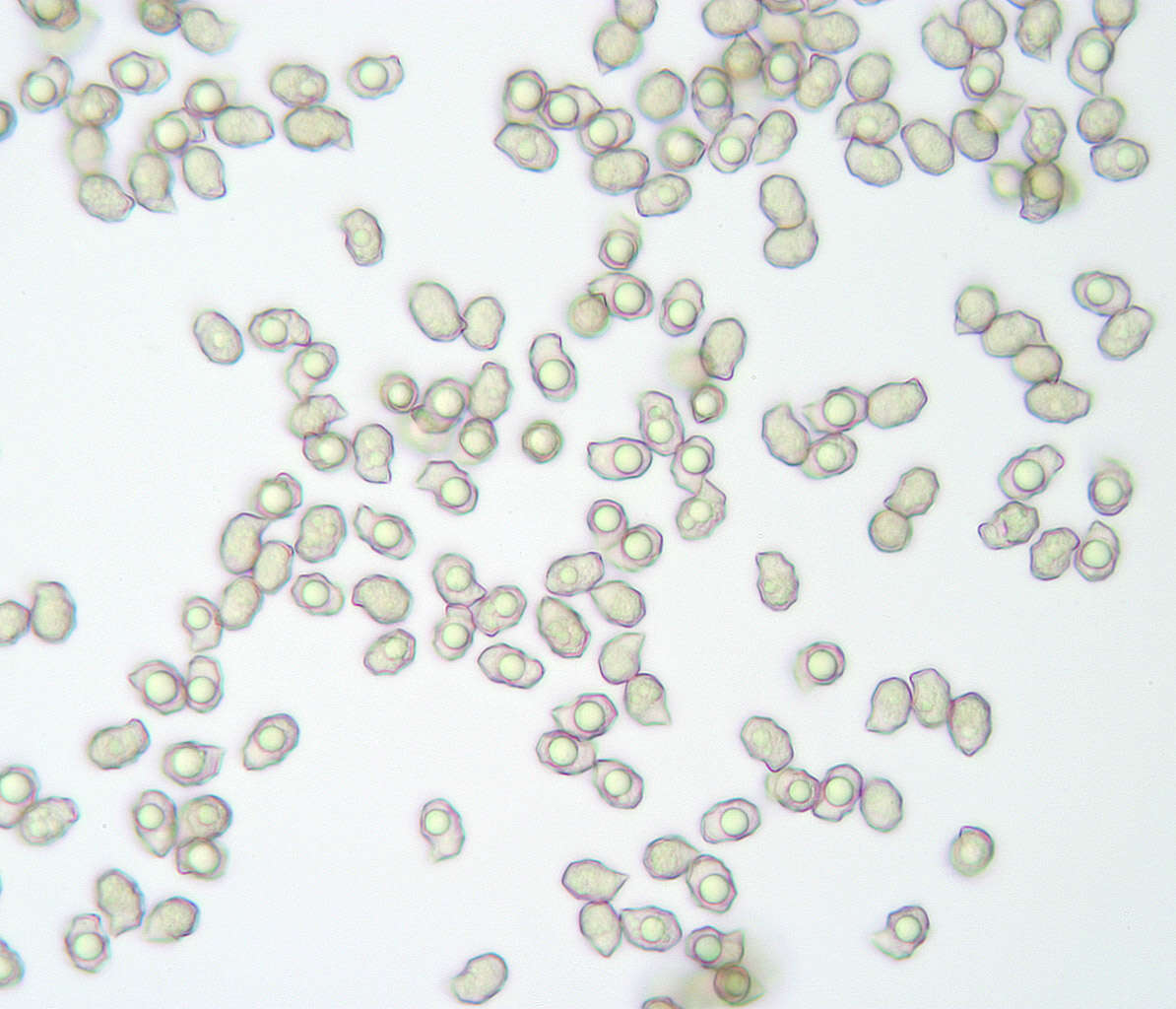 Image of Entoloma neglectum (Lasch) Arnolds 1982