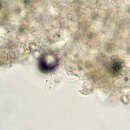 Image of Entoloma neglectum (Lasch) Arnolds 1982