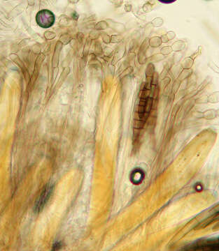 Imagem de Geoglossum cookeanum Nannf. ex Minter & P. F. Cannon 2015