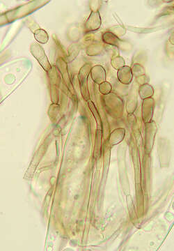 Imagem de Geoglossum cookeanum Nannf. ex Minter & P. F. Cannon 2015