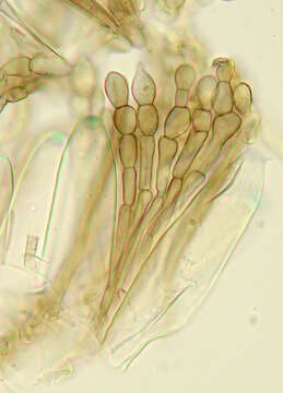 Imagem de Geoglossum cookeanum Nannf. ex Minter & P. F. Cannon 2015