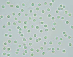 Camarophyllopsis schulzeri (Bres.) Herink 1958 resmi