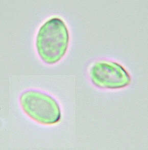 Clavulinopsis luteoalba (Rea) Corner 1950 resmi