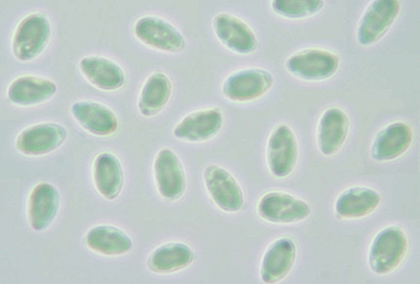 Clavulinopsis luteoalba (Rea) Corner 1950 resmi