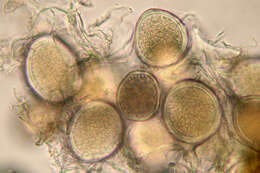 Image of Taphrinomycetes